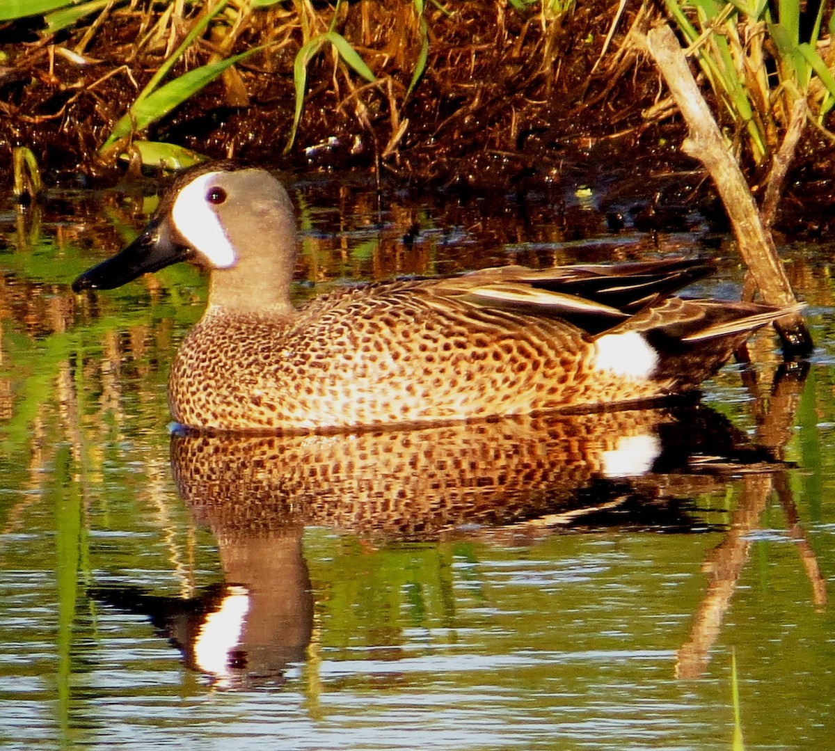 Blue-winged Teal - ML131409051