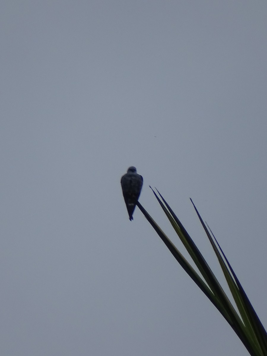 Plumbeous Kite - Mark Dorriesfield