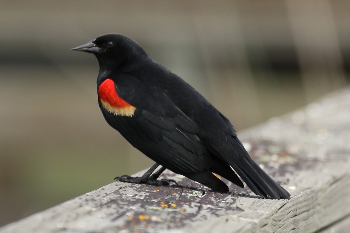 Red-winged Blackbird - ML131409991
