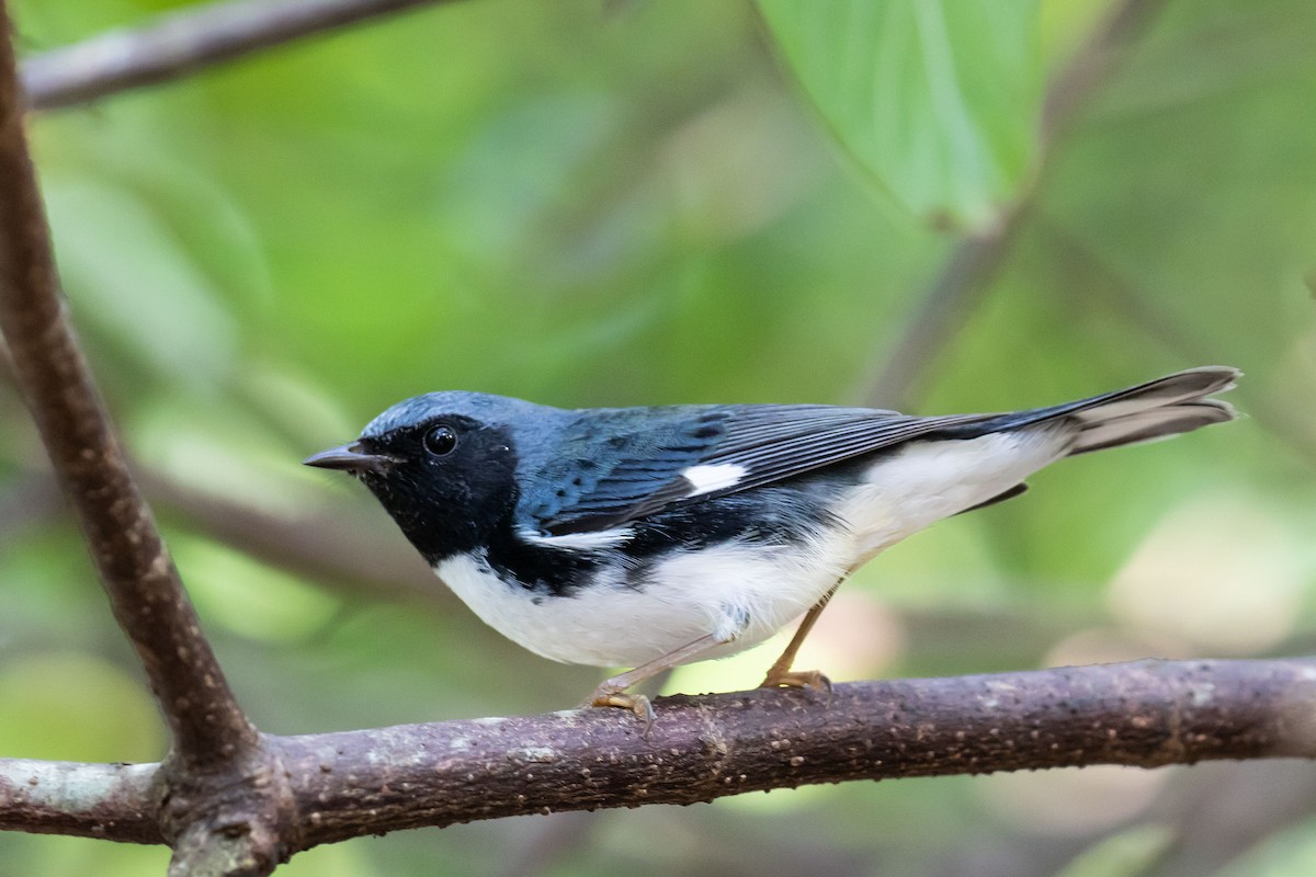 Black-throated Blue Warbler - Paul Pratt