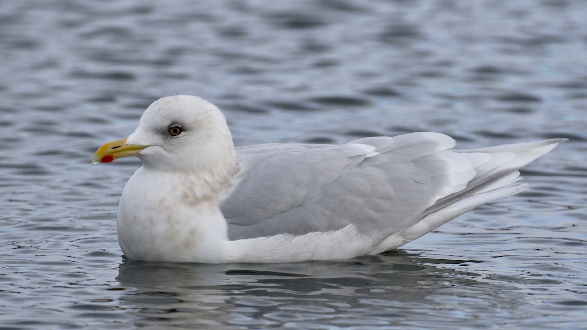 Iceland Gull - Alvan Buckley