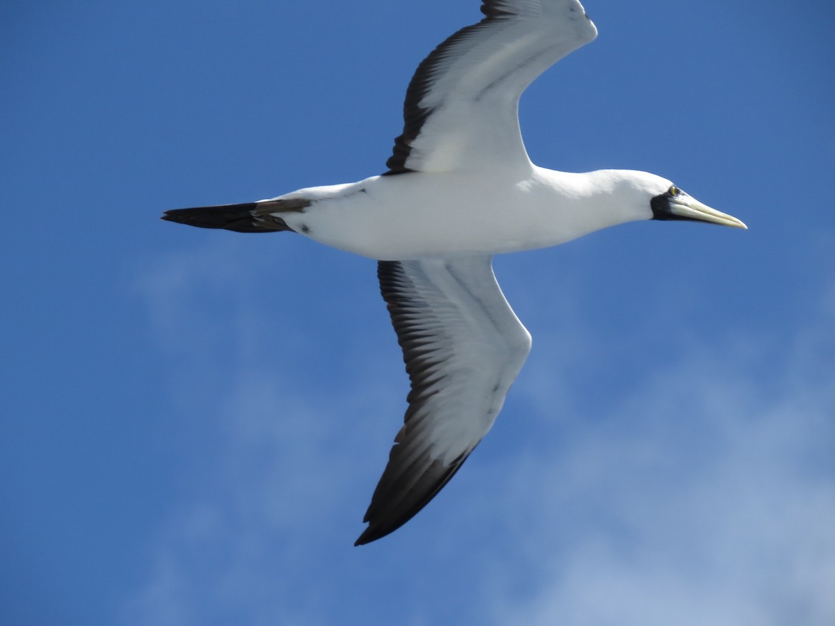 Masked Booby - ML131414541