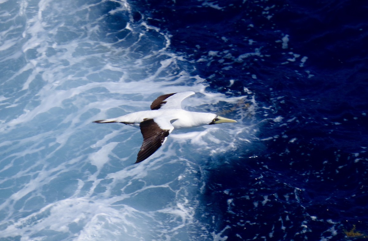 Masked Booby - ML131414711