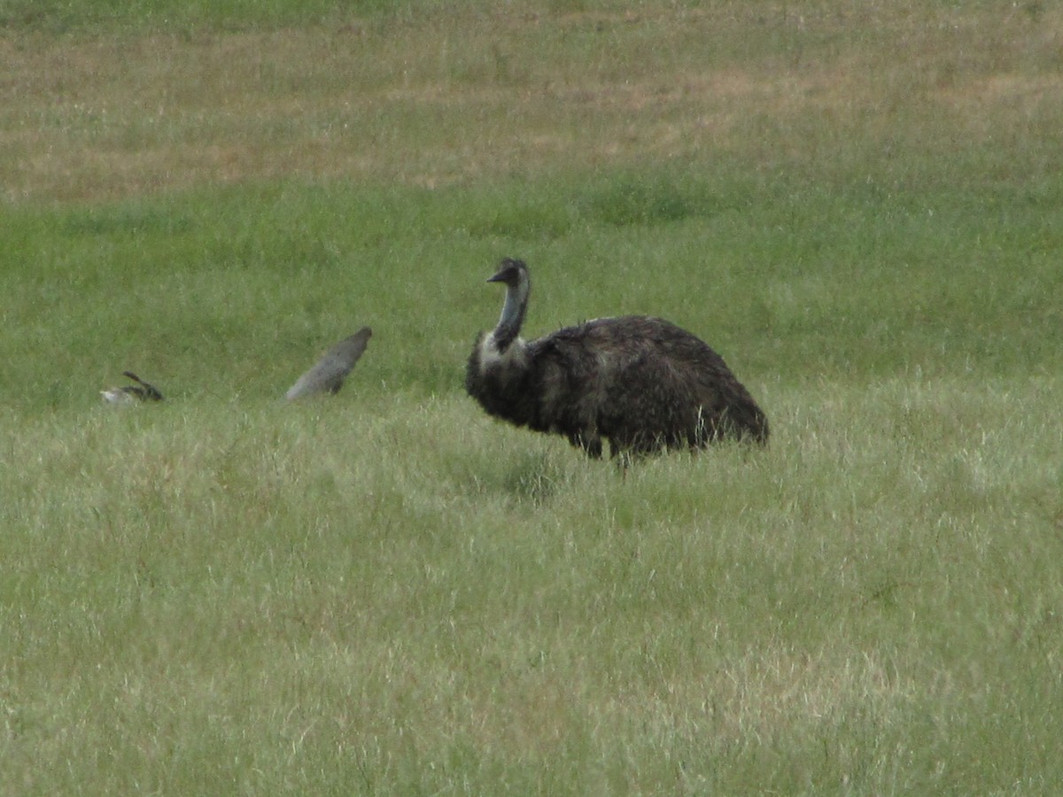 Emu - Robert McNab