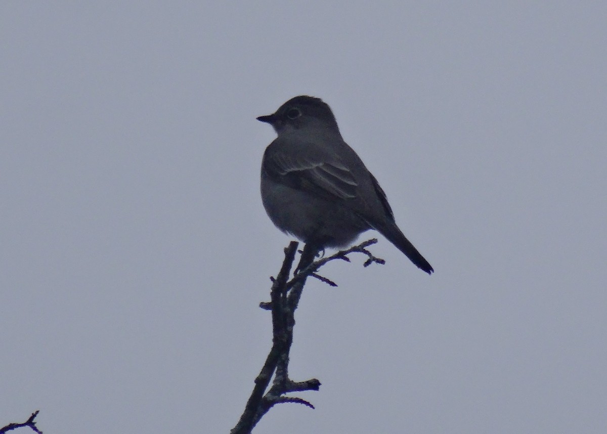 Townsend's Solitaire - ML131420651