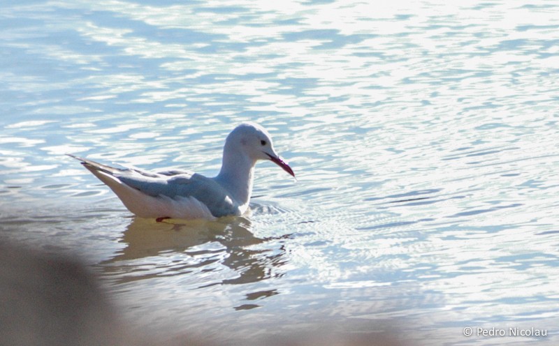 Slender-billed Gull - Pedro Nicolau