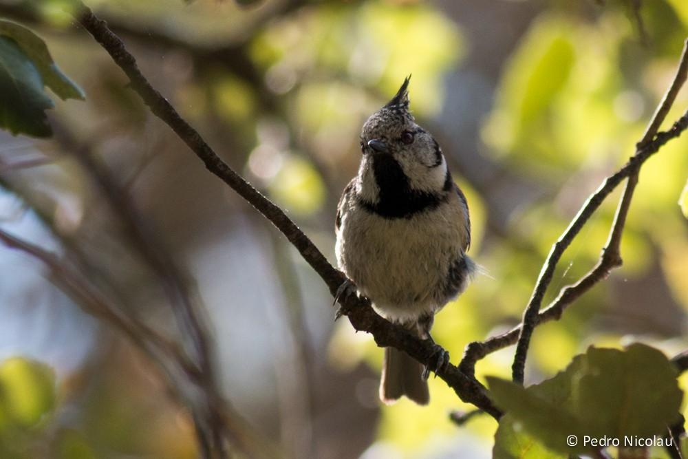Crested Tit - ML131423261