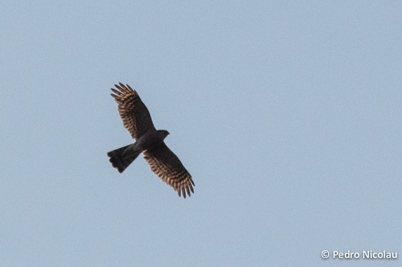 Eurasian Sparrowhawk - ML131423411