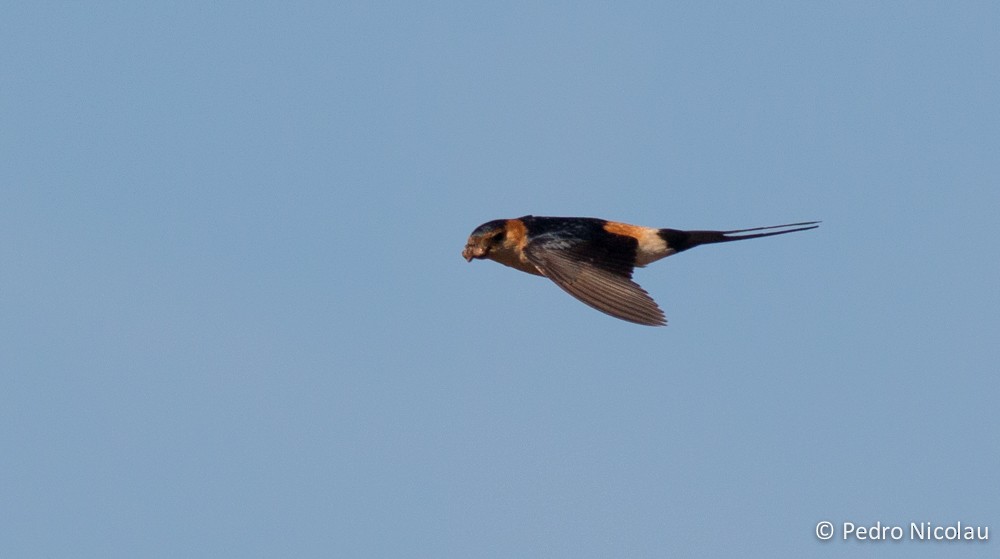 Red-rumped Swallow - ML131423471
