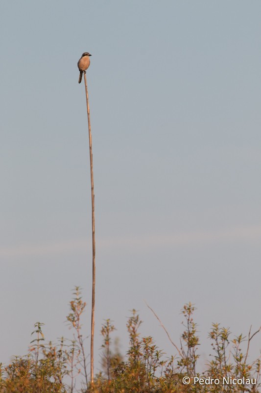 Iberian Gray Shrike - ML131423481
