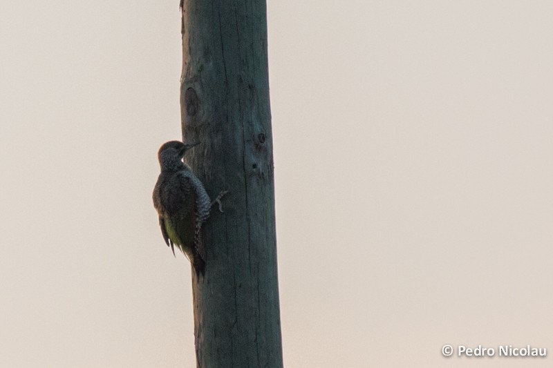 Iberian Green Woodpecker - ML131423591