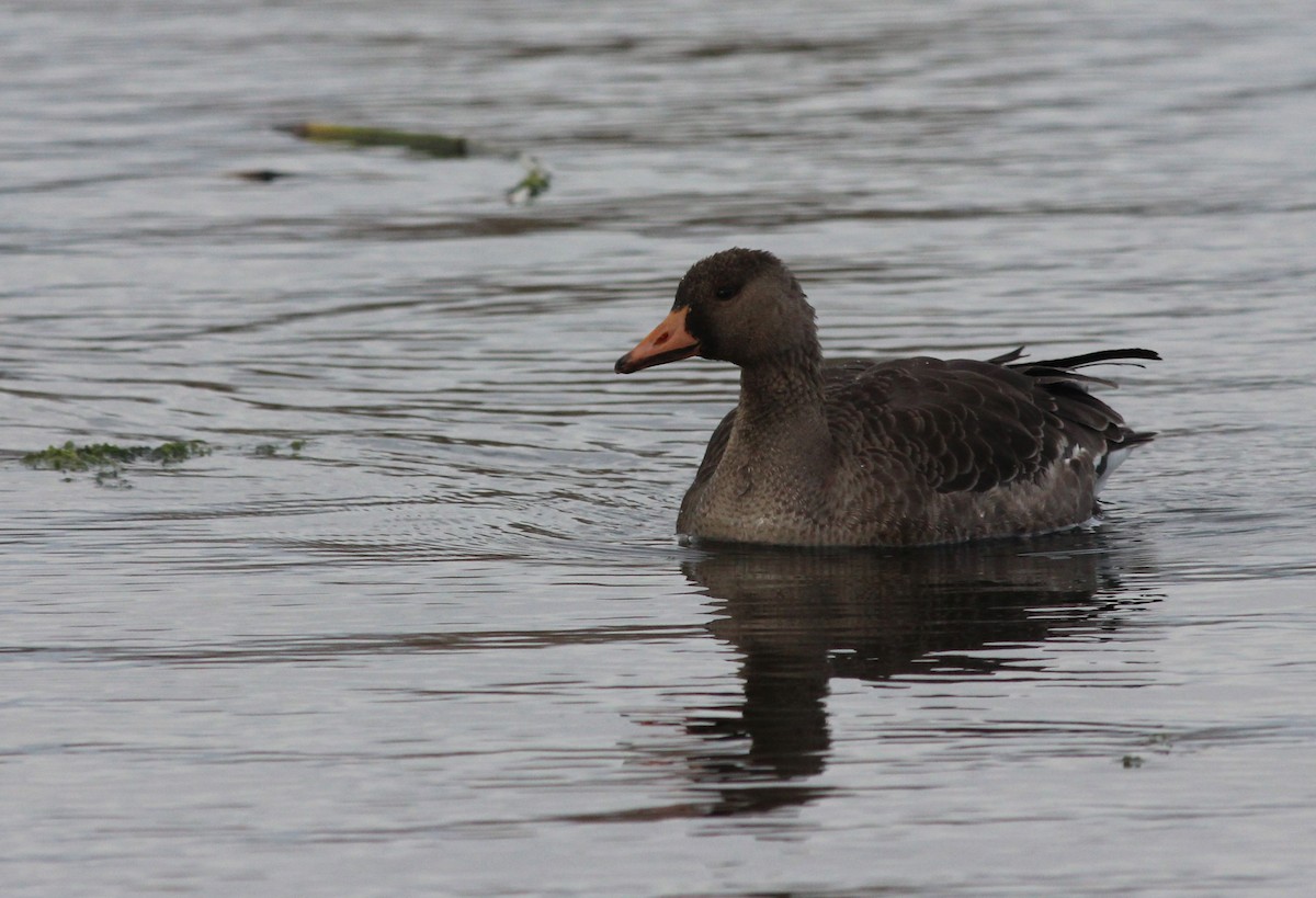Greater White-fronted Goose - Shawn Billerman