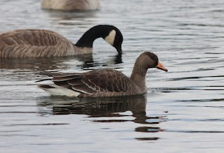 Greater White-fronted Goose, ML131424261