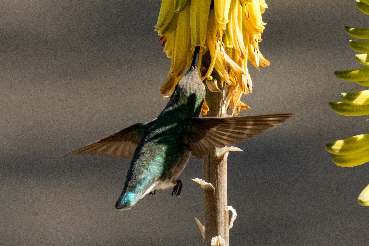 Costa's Hummingbird - ML131425631