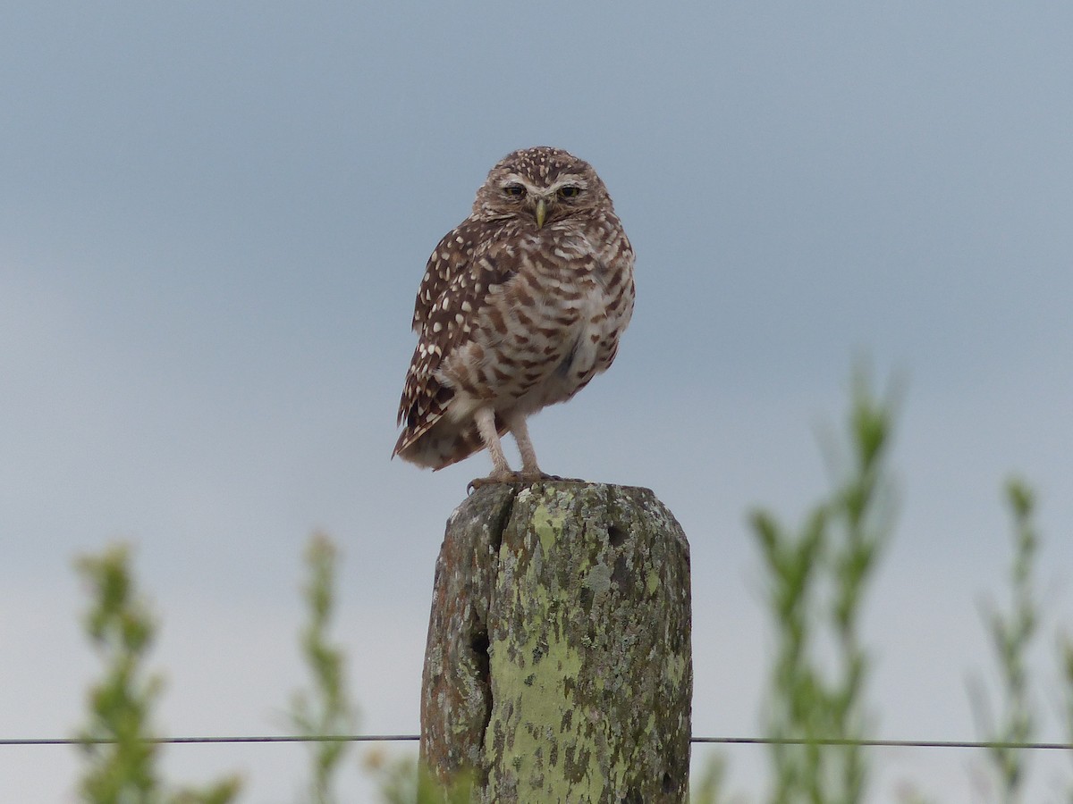 Burrowing Owl - ML131427521