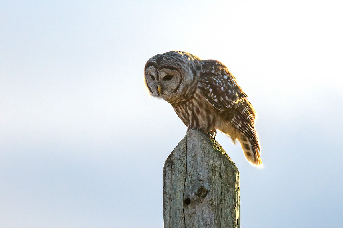 Barred Owl - Richard Stern