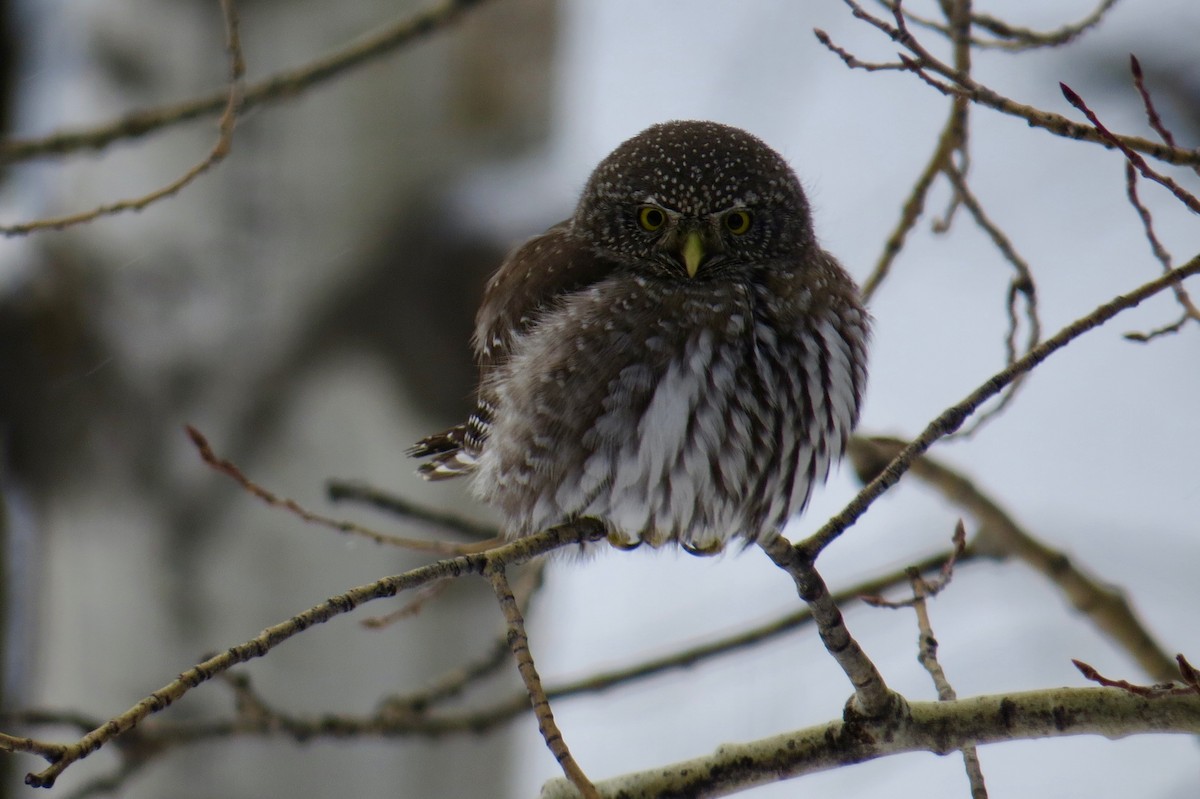Northern Pygmy-Owl - Maggie Schmitt