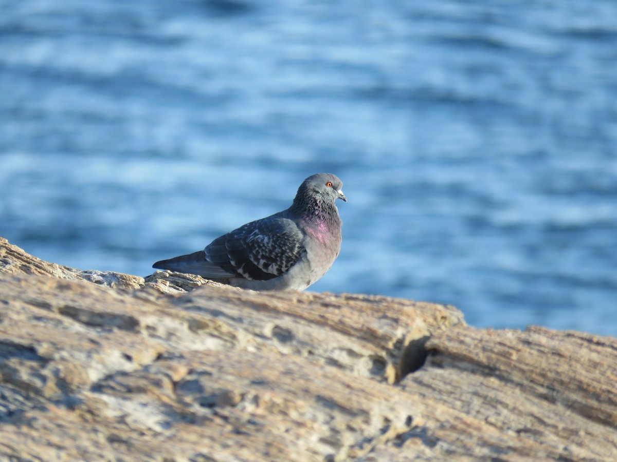 Rock Pigeon (Feral Pigeon) - ML131429761