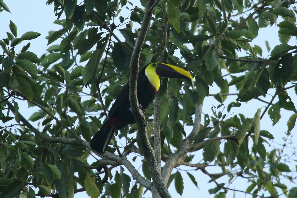 Yellow-throated Toucan (Chestnut-mandibled) - ML131430071