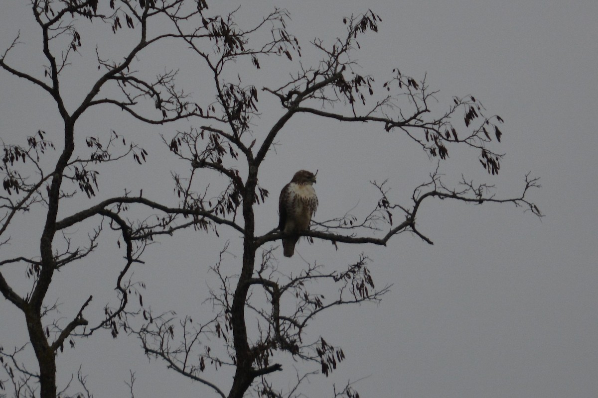 Red-tailed Hawk - ML131430571