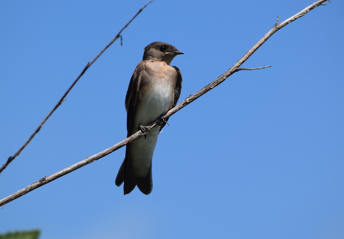 Northern Rough-winged Swallow - Scott Johnson