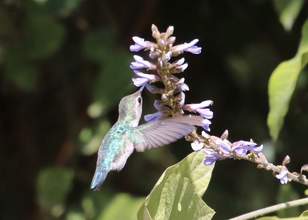 Bee Hummingbird - Gregg Goodrich