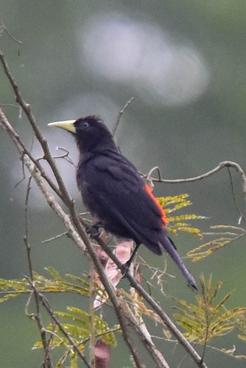 Red-rumped Cacique - Ted Kavanagh