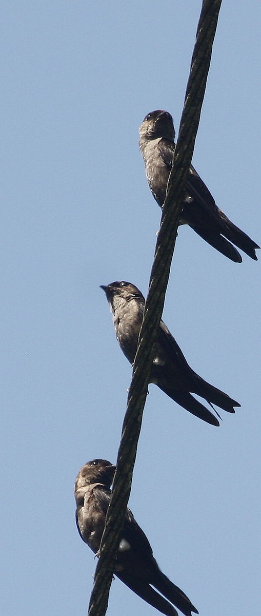White-thighed Swallow - Paul Oehrlein