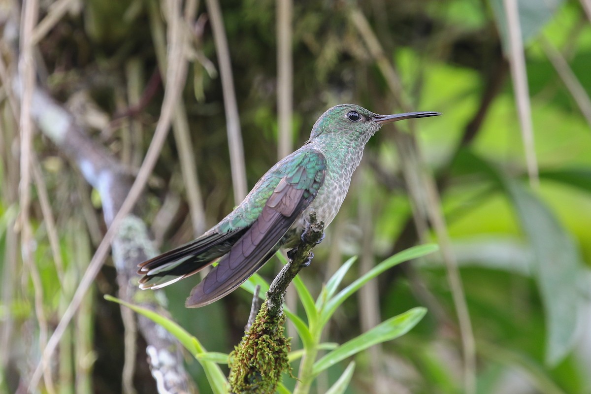 Scaly-breasted Hummingbird - Blair Dudeck