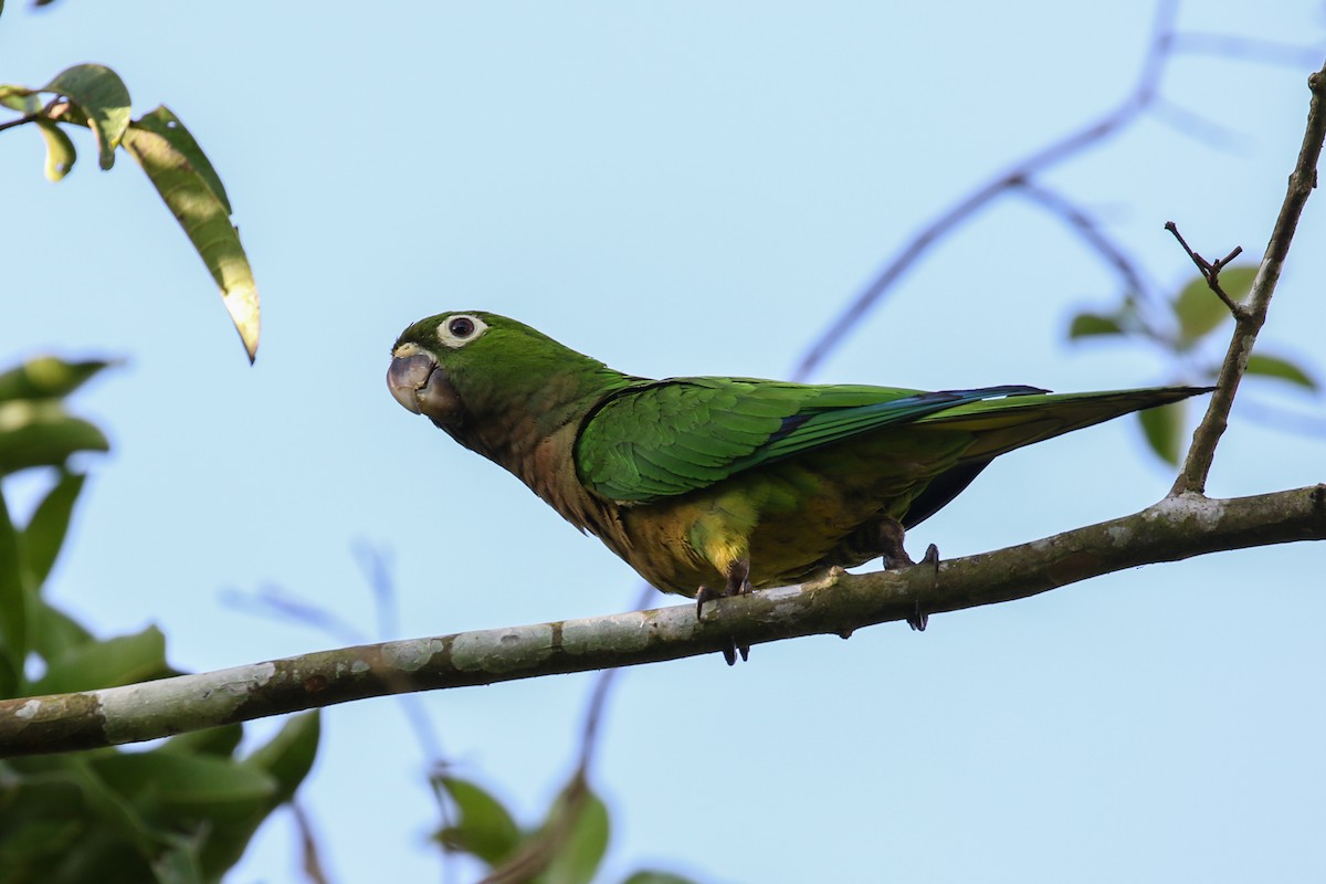Olive-throated Parakeet - Blair Dudeck