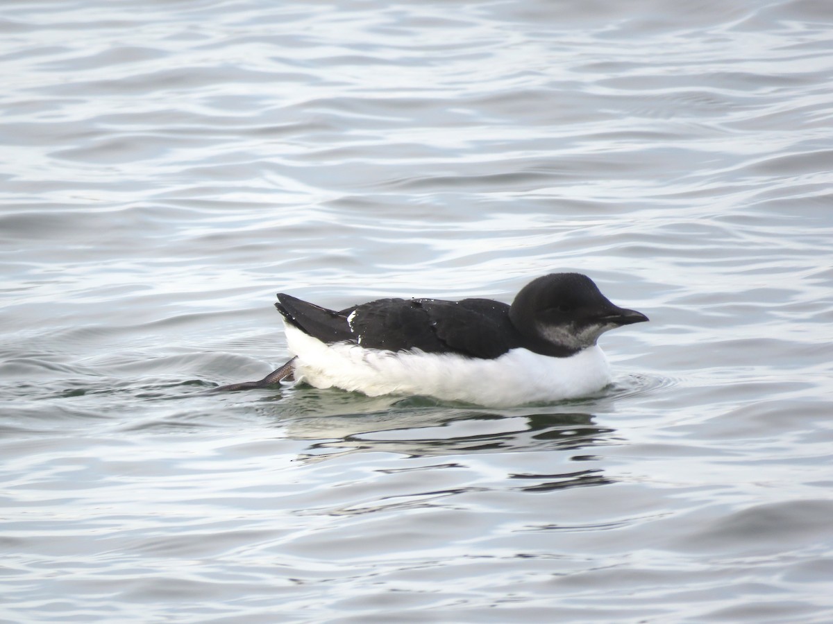 Thick-billed Murre - ML131450391