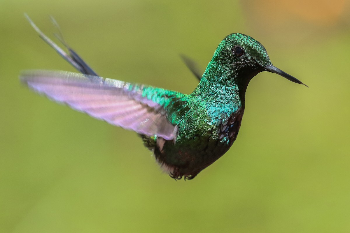 kolibřík trnoocasý - ML131450771