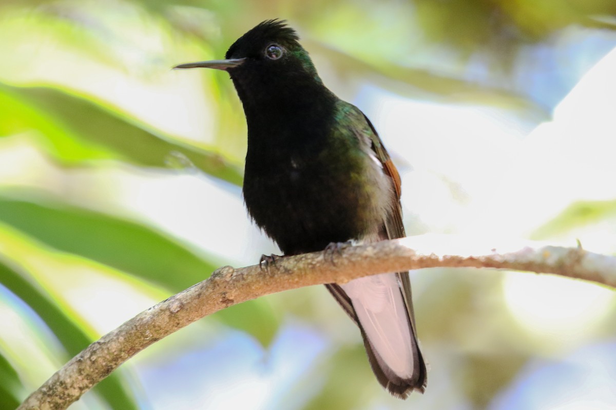 Black-bellied Hummingbird - ML131452421
