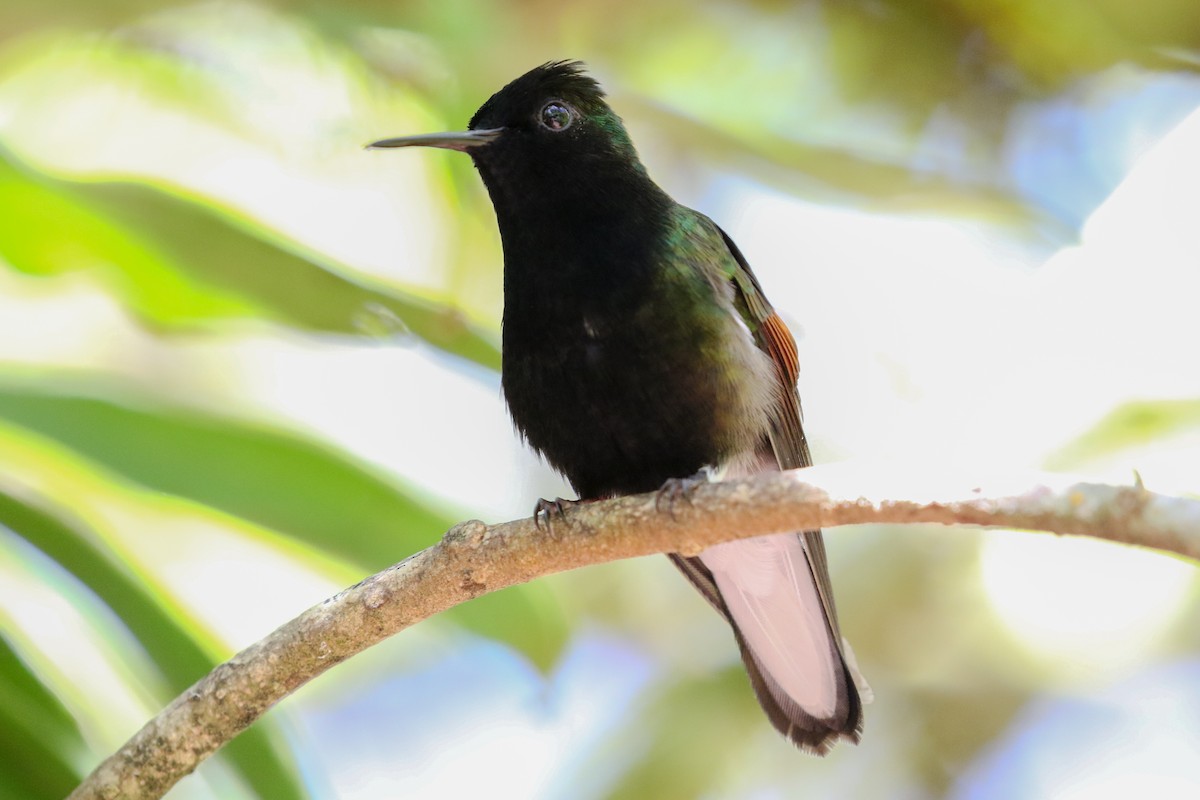 Black-bellied Hummingbird - ML131452431