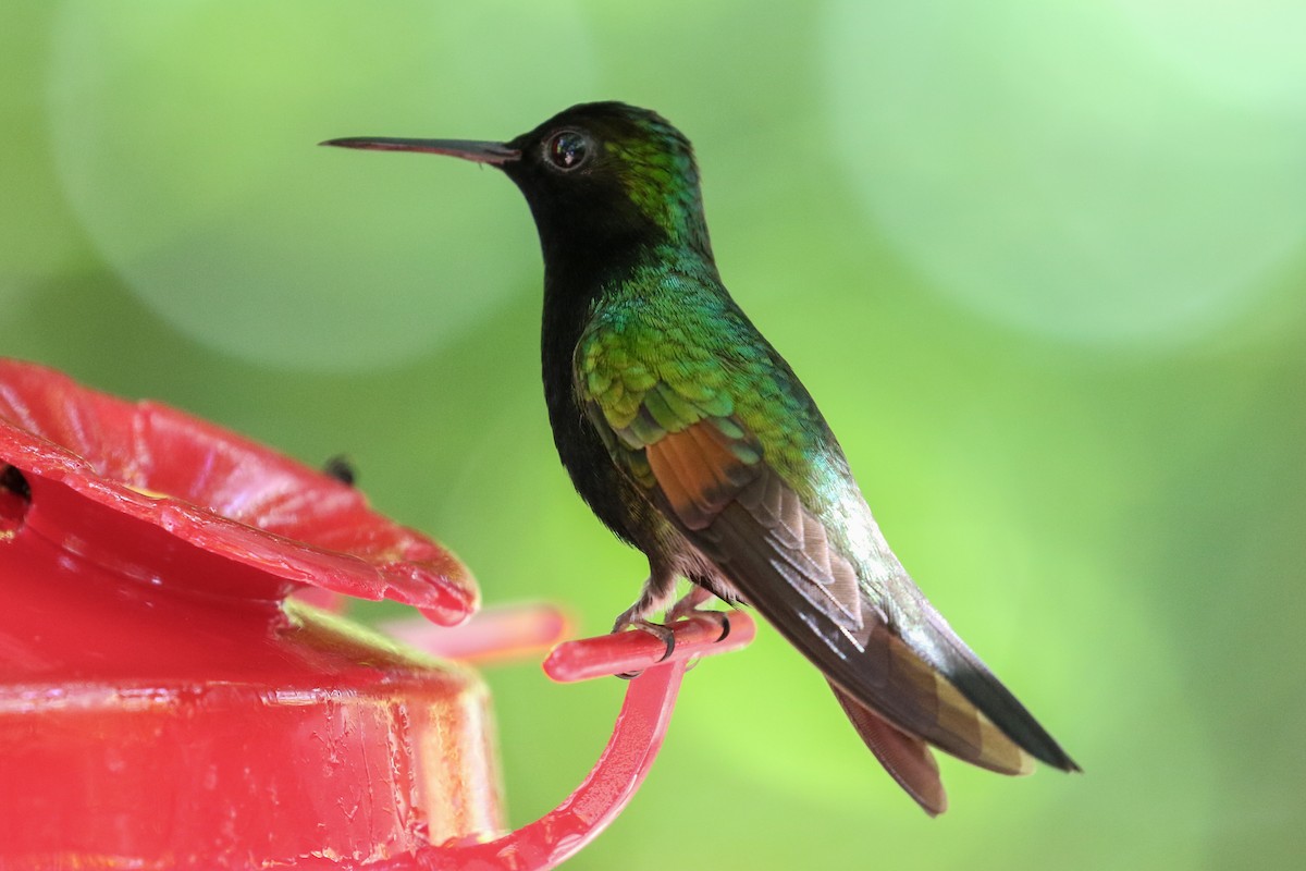 Black-bellied Hummingbird - ML131452441