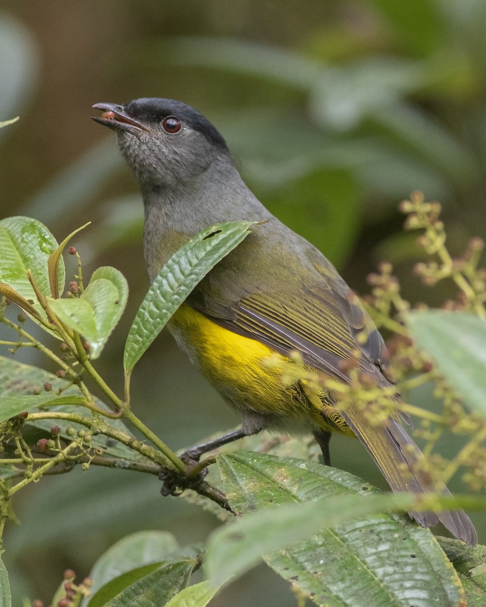 Black-and-yellow Silky-flycatcher - Guillermo  Saborío Vega