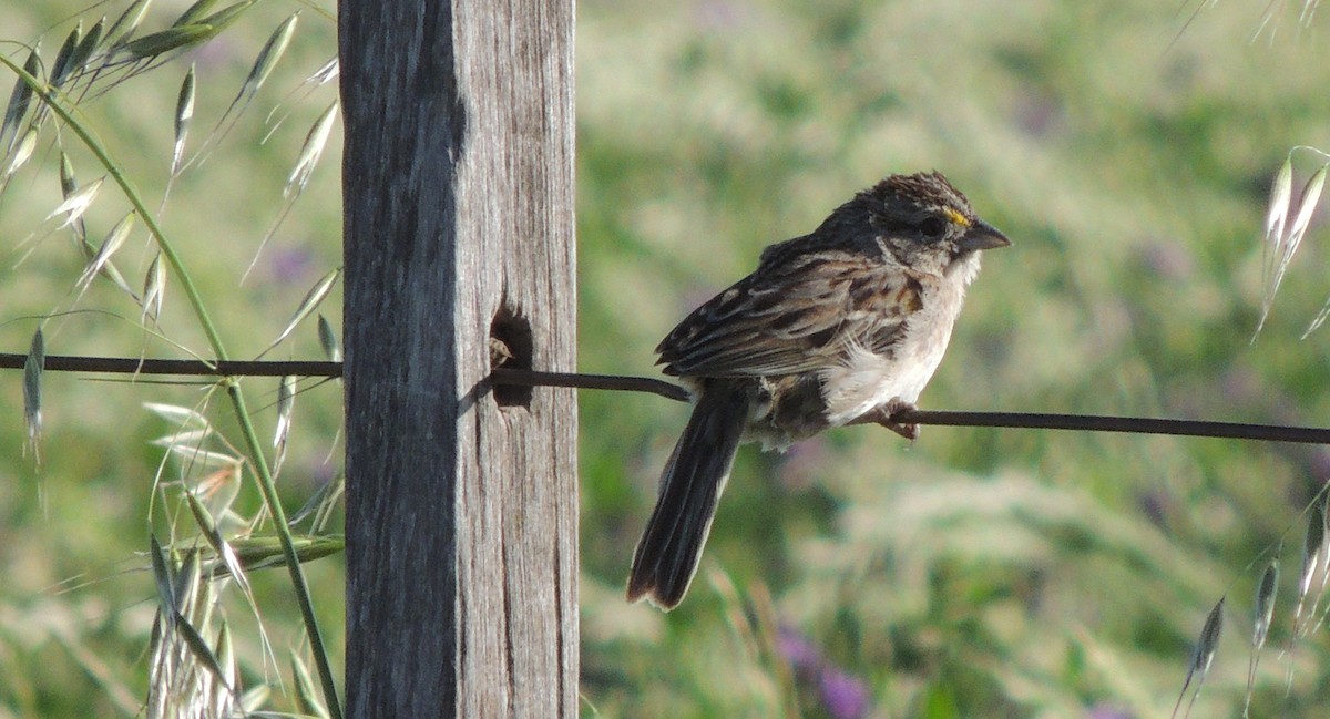 Grassland Sparrow - ML131454221