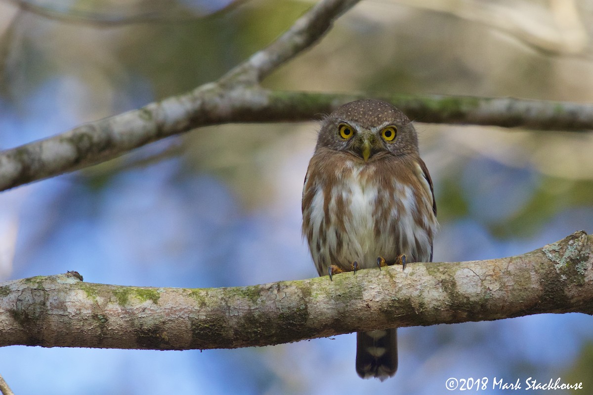 Colima Pygmy-Owl - ML131454591