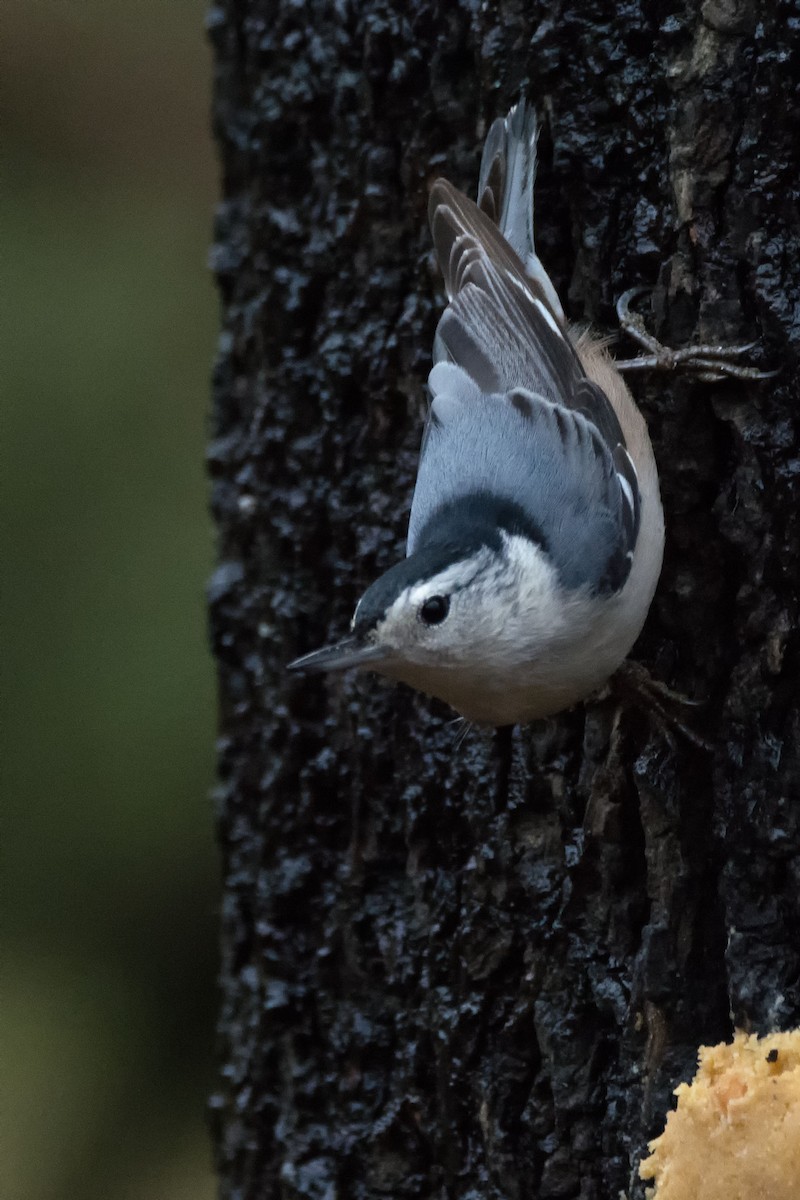 White-breasted Nuthatch - Lillie Gibb
