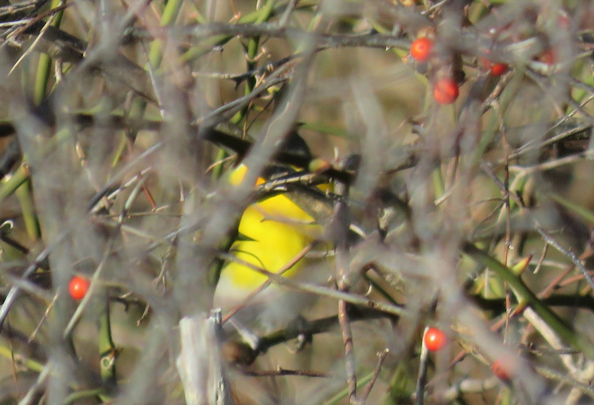 Yellow-breasted Chat - ML131457221