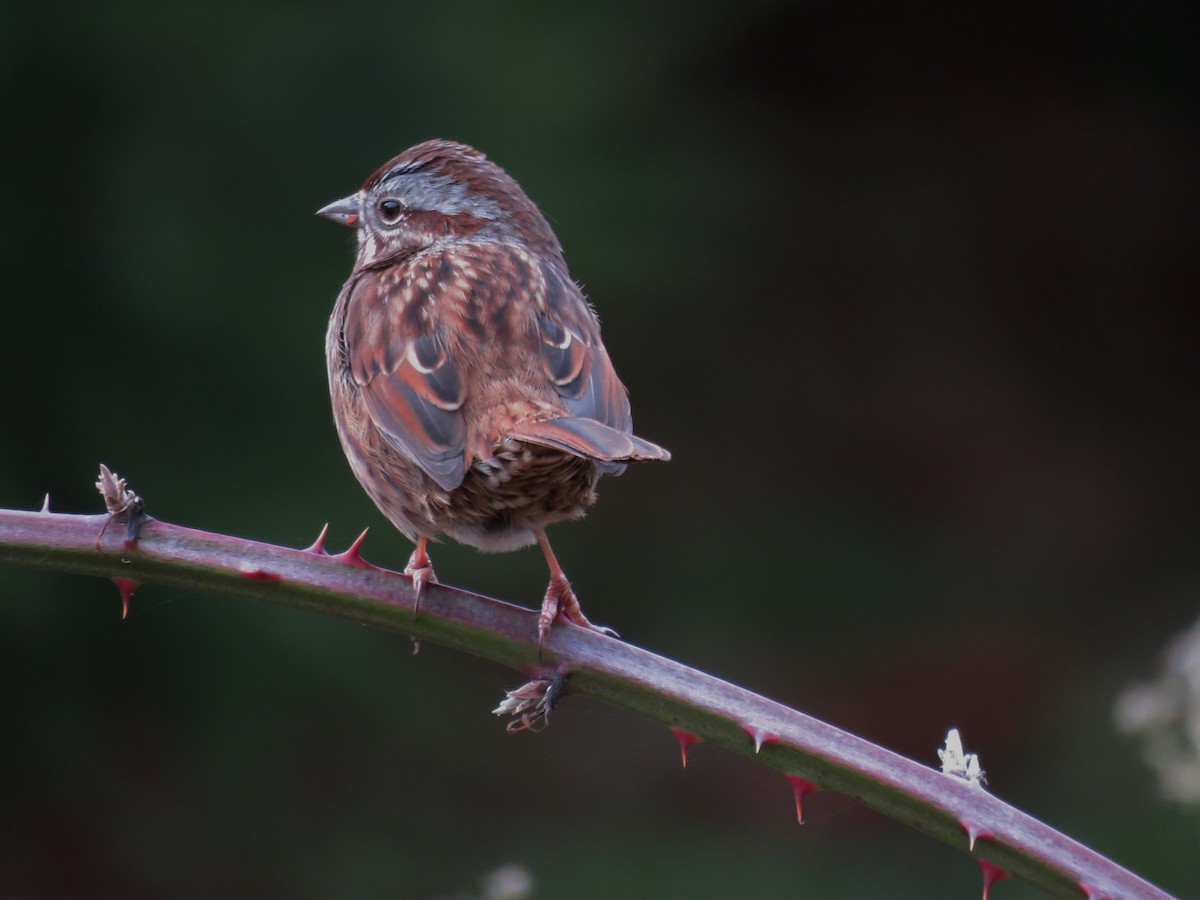 Song Sparrow (heermanni Group) - Russ Namitz