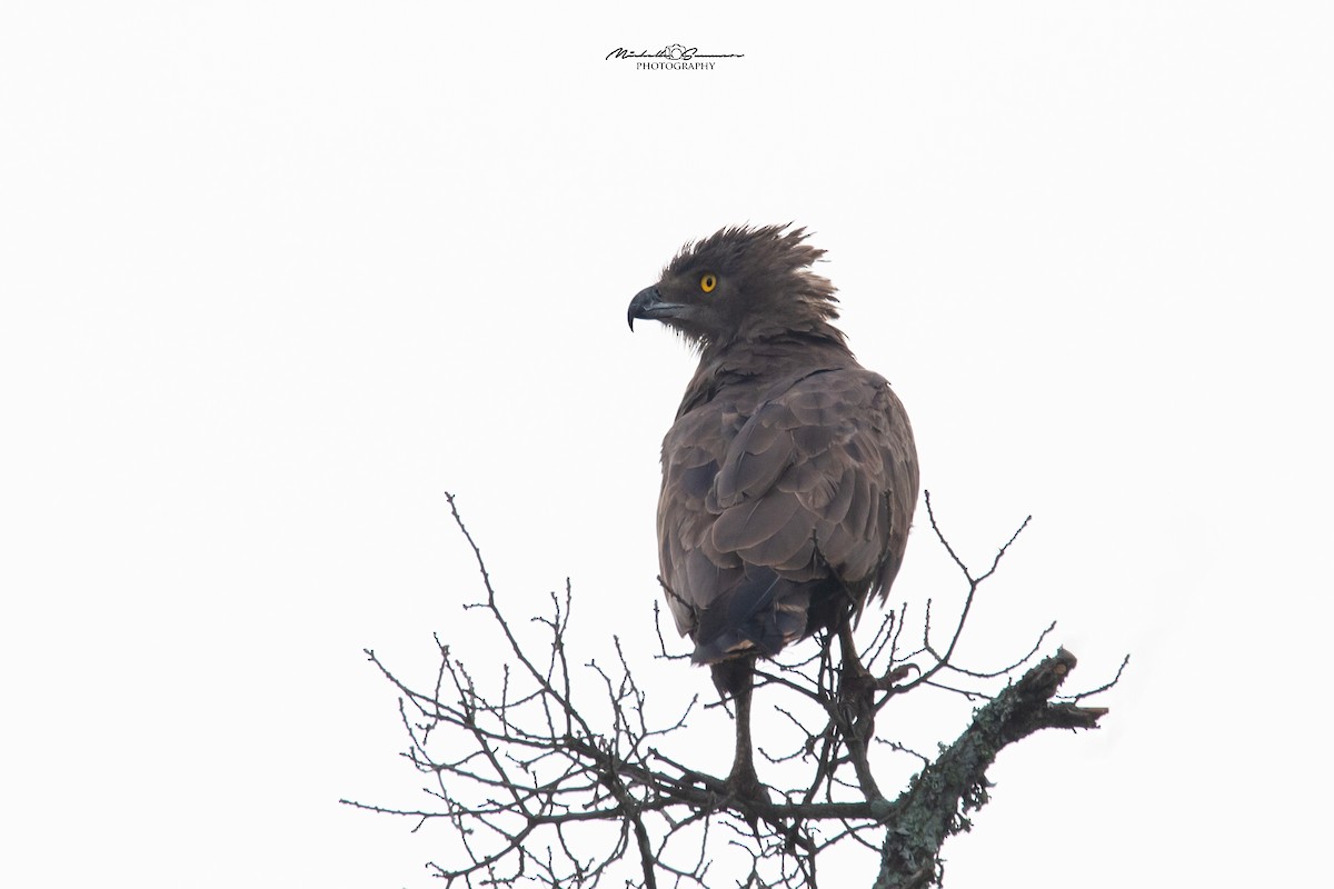 Brown Snake-Eagle - Michelle Summers