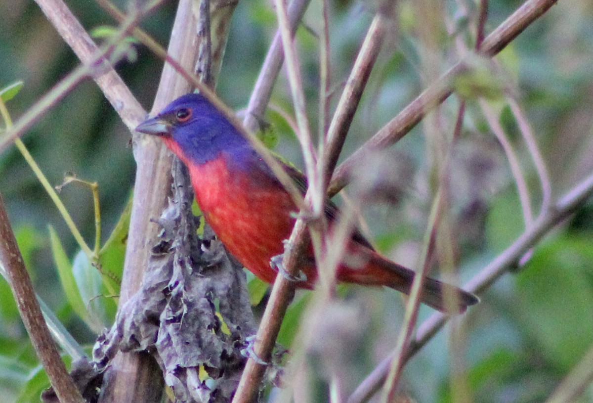 Painted Bunting - ML131460641