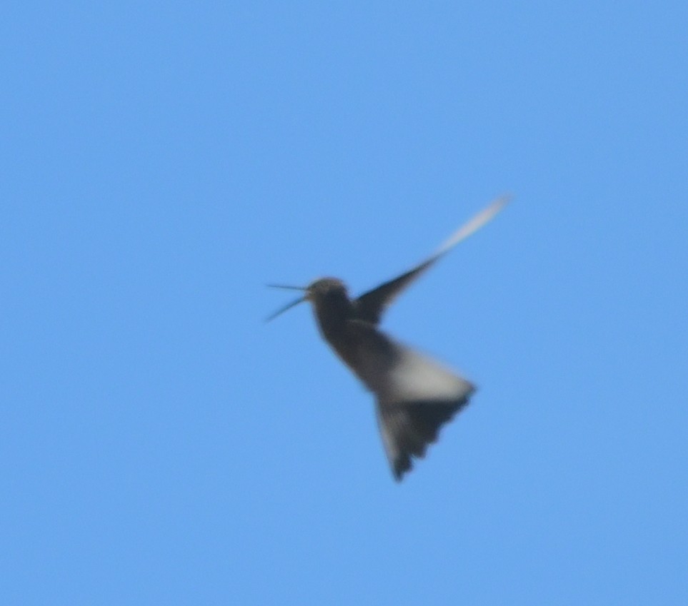 Giant Hummingbird - ML131461161