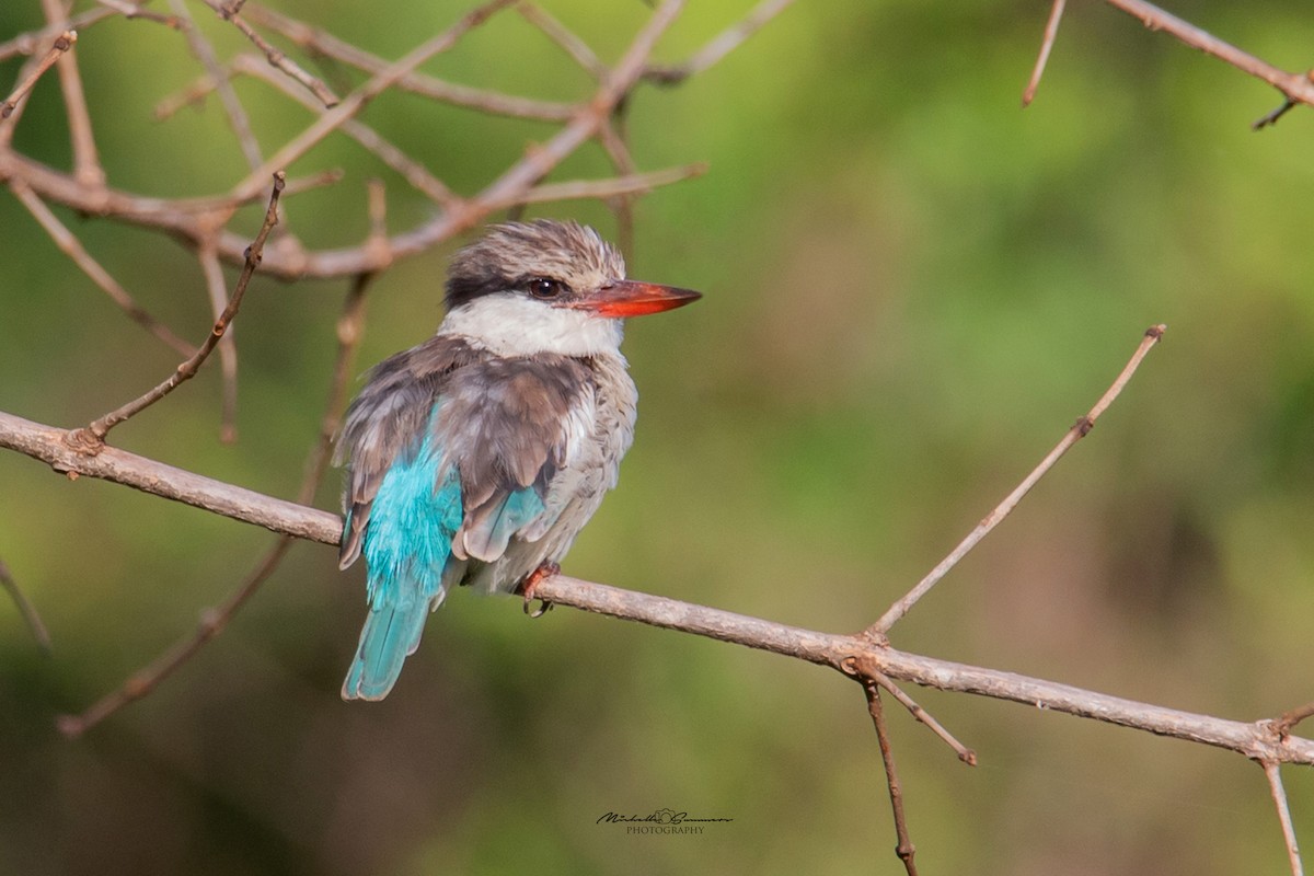 Striped Kingfisher - Michelle Summers