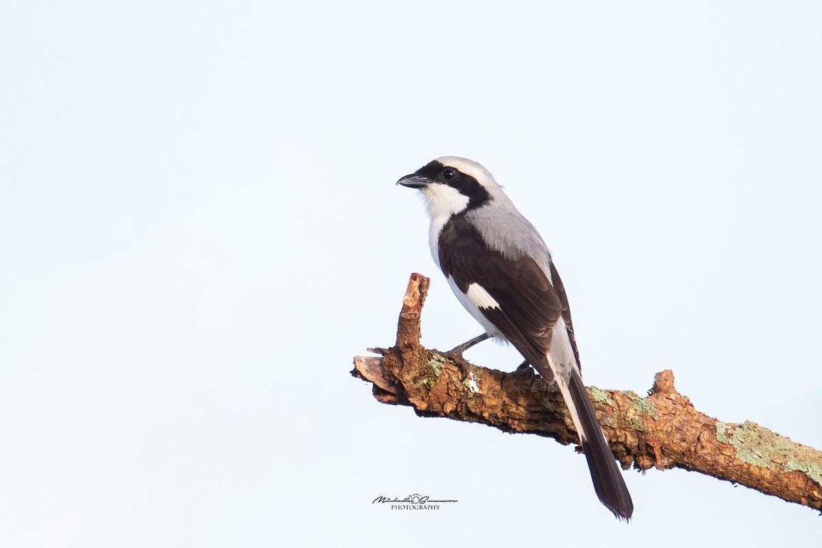 Gray-backed Fiscal - ML131462441