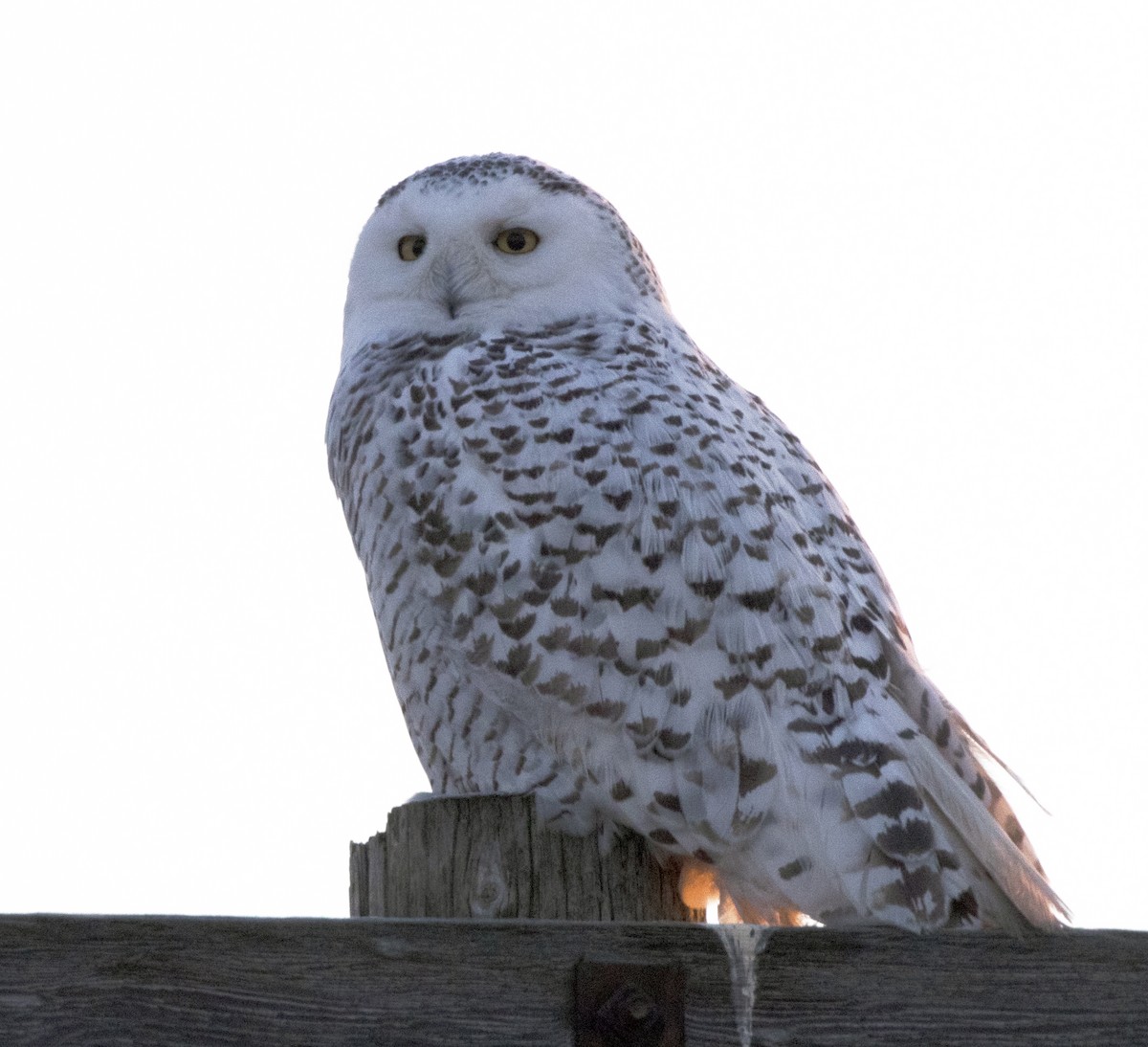 Snowy Owl - ML131462921