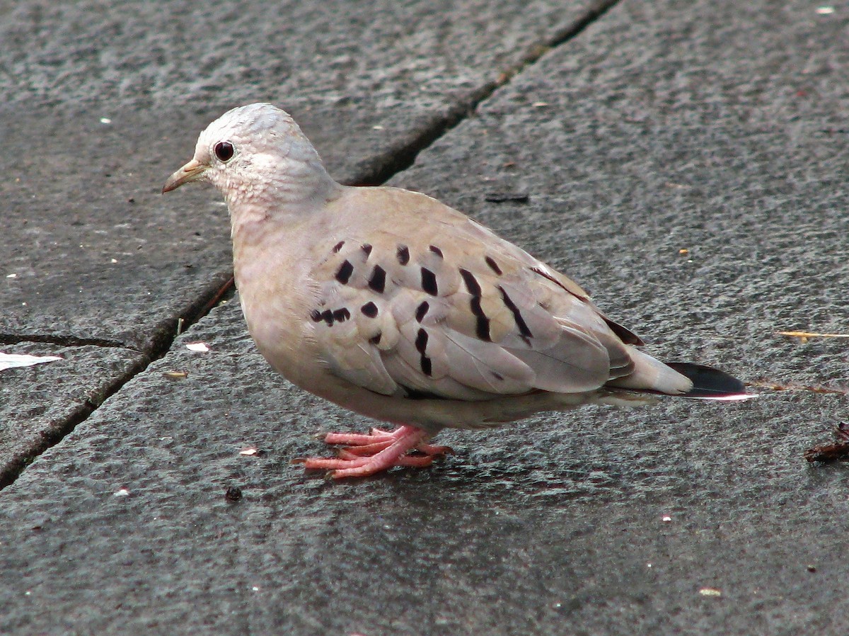 Ecuadorian Ground Dove - ML131464431