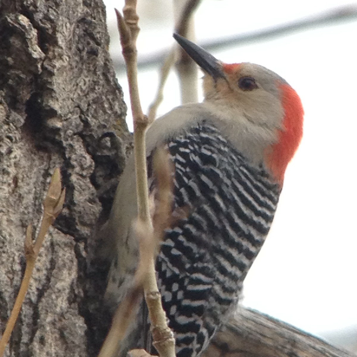 Red-bellied Woodpecker - Anne Heyerly