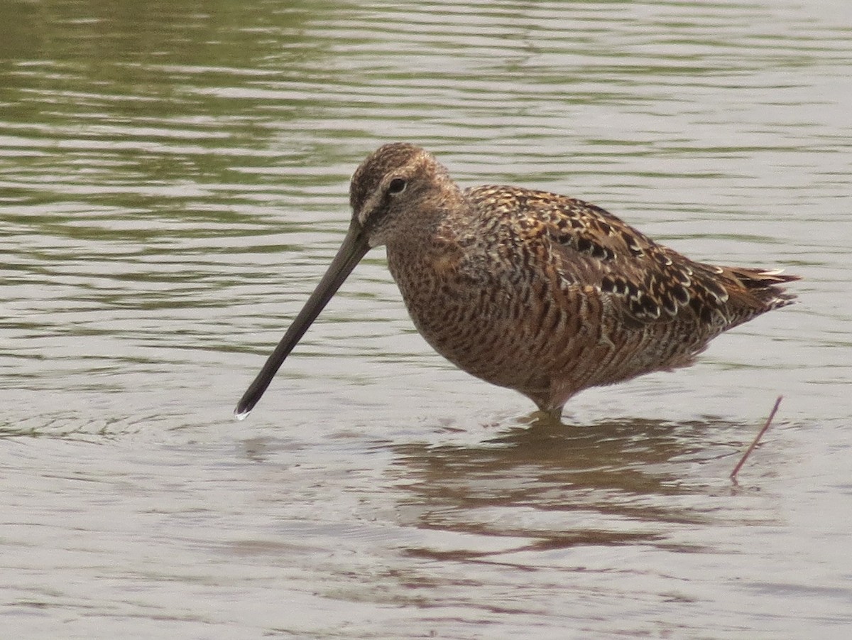 Long-billed Dowitcher - ML131464631